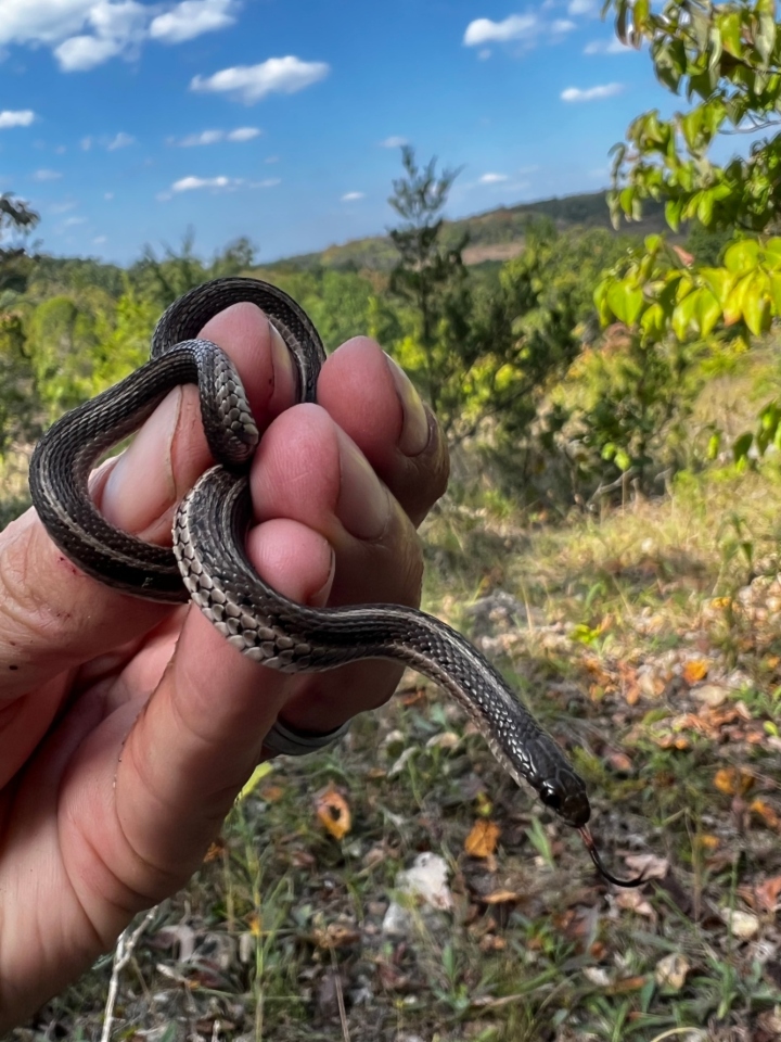 Lined Snake